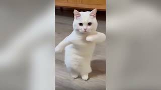 Funny animals 2024😆 Funniest Cats and Dogs Video🐕🐈11 #cat #dogs #funny #animals #pets #memes #cute