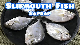 SLIPMOUTH FISH | Sapsap | Fish for Food