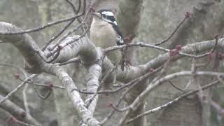 Downy Woodpecker Perched