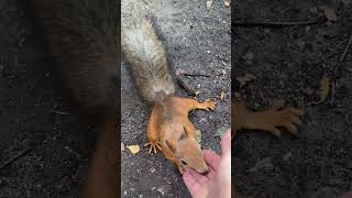 💕 #squirrel 🐿️ #feeding #wildlife #feeding #shortvideo #подмосковье