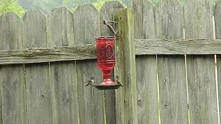 Hummingbirds 8/17/2022