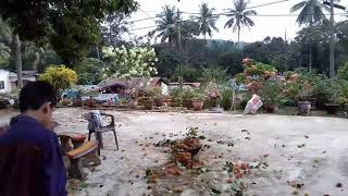 Menuai rambutan di Felda Kota Gelanggi 2, Jerantut