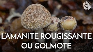 La bonne amanite rougissante ou golmotte, sans risque