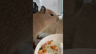 Baby Capybara ASMR