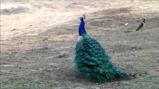 Peacock Dance in the 'Wilderness'! India's National Bird! Truely an earned 'Status'