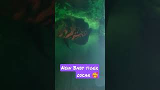 #shorts #tiger oscar#baby oscar#bilash aqua&vlogs#thailand imported