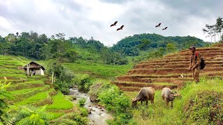 Tak Disangka Kampung Ini Sering Dikunjungi Wisatawan Luar Kota.Bikin Nyaman.Pedesaan Jawabarat