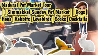 Madurai Pet Market Tour||Simmakkal Sunday Pet Market||Dogs|Hens|Rabbits|Lovebirds|Cocks|Cocktails