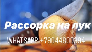 РАССОРКА НА ЛУК