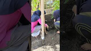 TIGA GADIS MENGGALI UWI #kebunkeluarga #ketelapohon #kebunliterasi #shorts