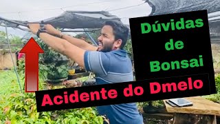 Dúvidas de Bonsai - Acidente do Dmelo