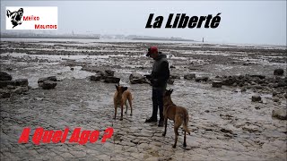 Quand vais-je pouvoir lâcher mon Chien ???