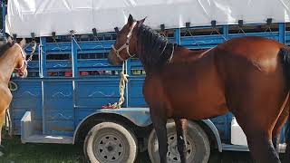 cuacos caballos  / Mercado de animales TENANCINGO EDOMEX  @ElRanchoyyoTagDominguez