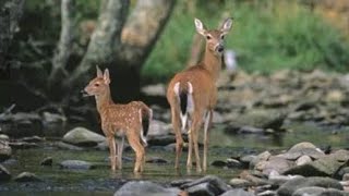 Wild  Deer 🦌 Wondering around in our backyard 👍🔔👍#homepagevideo #wild #wildanimals #whildeer