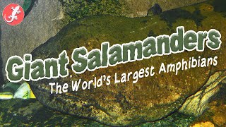 Giant Salamanders - The World's Largest Amphibians