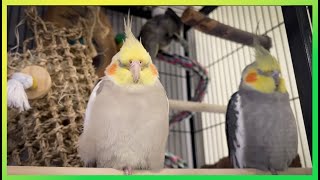 Happy 'Tiels Singing & Sleeping 🦜The Bird Sanctuary | 3hrs of Singing