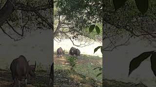 bison 🦬#bison#gour#wildlife#wildanimal#shots#shorts#short#shortsfeed#ytshorts#ytviral#jungle#yt#eco