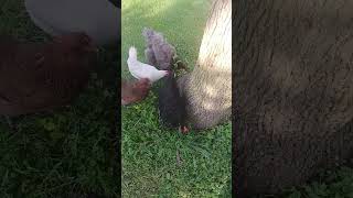 CHICKENS DESTROY CICADAS 2024