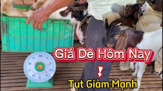 Giá Dê Hôm Nay 15/11/2022 Tụt Giảm Mạnh, Cân Đợt Dê Hơn 4 Tháng Vỗ Béo / Nongdan85