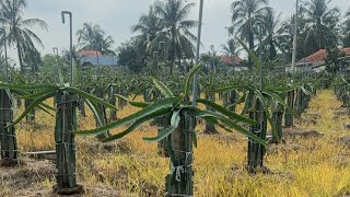 How to make dragon fruit plants canopy without ring system #dragon_fruit #dragonfruitfarming