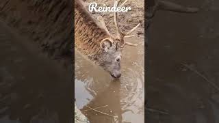 Beautiful Reindeer #reindeer #reindeers #animals #animallover #animal