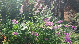 Beautiful Desert Flowers in Arizona