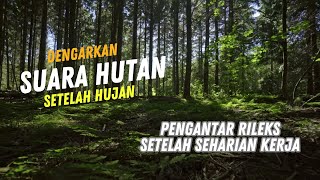 SUARA HUTAN SETELAH TURUN HUJAN SORE