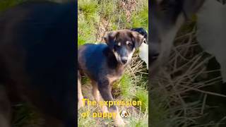 How Cute puppy&expression🐶🥰#shorts #youtubeshorts #shortsfeed #trending #puppy #dharche #uhiya