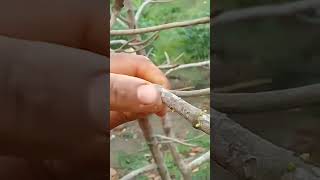 Oiação do pé de caju #shorts #agricultura #youtube #nature #youtubeshorts