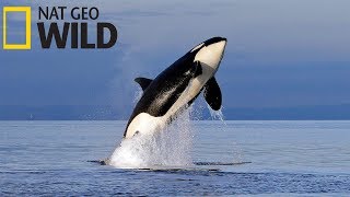 Суперхищники — Касатка (Документальные фильмы Nat Geo Wild HD)