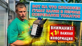 Вот на что способен гумат калия в период созревания томатов 👍