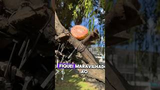 Conexão com a natureza: cultivando cuidado atraves dos comedores de passaros #viral #funnyvideo