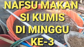 Nafsu Makan Ikan Lele di Minggu ke-3