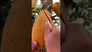 ripe papaya fruit #shorts