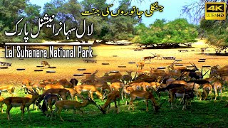 Lal Suhanra National Park Bhawalpur 4K | Largest Wildlife Park in Pakistan | National Park Pakistan