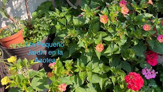 Un pequeño jardin en la azotea