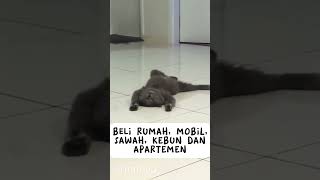 mimpi mbul? #kucinglucu #kucing #tahantawa #lucu #funny #funnycats #funnycats #homage #homage #cute