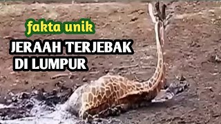 fakta unik jerapah yang terjebak lumpur