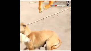 dog prank tiger prank lion prank dog fake tiger prank dog tiger prank on dog fake tiger #short