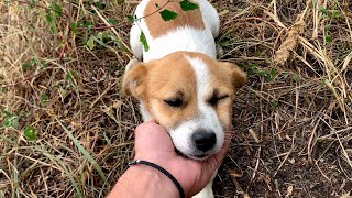 Rescue of a homeless brave dog just before a rainstorm | Dog Rescue Shelter, Serbia