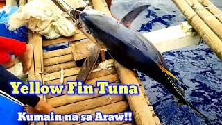 Tuna Season Ep4part5  Yellow Fin Tuna Kumain na sa Araw!!!