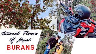 Burans is a best Kumaoni drink | A beautiful flower of nature | Local juice tree | Beautiful Ride