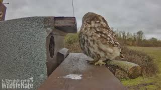 March 12 Little owl male ouside Exterior2 cam