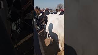 Friesian dairy Cow 🐄 in Pakistan||#2024 #viral#livestockpakistan#trending#friesiancow