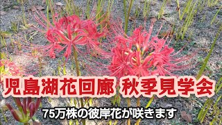 児島湖花回廊 秋季見学会 75万株もの彼岸花が咲きます。 #岡山 #DOWA #花回廊ゴルフコース