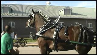 percheron preparation