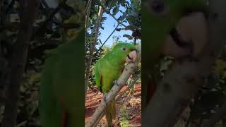 QUITA COMENDO ACEROLA NO PE DE LORO VEJA!!! ❤️ INSCREVA-SE ❤️DEIXE SEU 👍