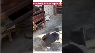 salah mpus #kucinglucu #kucing #tahantawa #lucu #funny #funnycats #cat  #lawak #tingkahlucukucing