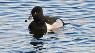 Ring Necked Duck - Lisvane, Wales 4K