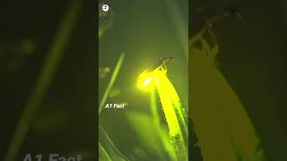 Amazing firefly 😱 #shorts #youtubeshorts #viral